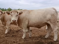 İnek, Charolais cattle — foto 4
