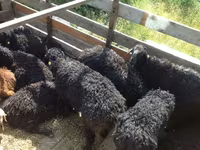 Widder, Edilbay sheep — Foto 1