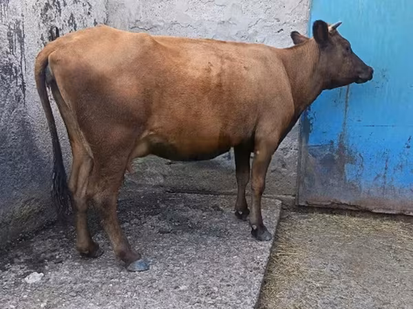 İnek, Sığır — Gürcistan
