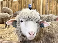 Koç, Romanov sheep — foto 3