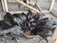 Chickens — फ़ोटो 5