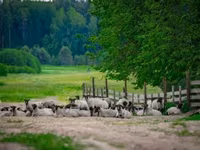 Ram, Romanov sheep — photo 1