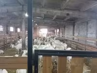 تيس, Boer goat — الصورة 8