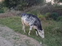 Boğa, Holstein ırkı — foto 1
