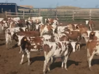 Kuh, Simmental cattle — Foto 1