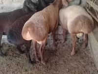 Widder, Arashan sheep — Foto 1