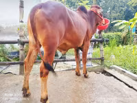 सांड, मवेशी — फ़ोटो 3