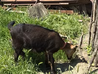Keçi, Nubian Goat — foto 5