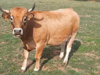 İnek, Aubrac cattle — foto 6