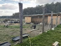 Koç, Romanov sheep — foto 6