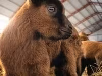 عنزة, Saanen goat — الصورة 7