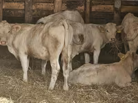 بقرة, Charolais cattle — الصورة 2