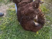 Koç, Kuibyshev sheep — foto 8