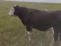 सांड, Russian Black pied cattle — फ़ोटो 1