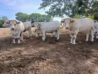 İnek, Charolais cattle — foto 7