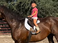 घोड़ी, Quarter Horse — फ़ोटो 2