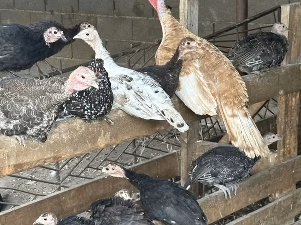 Turkeys