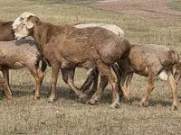 मेढ़ा, Hissar sheep — फ़ोटो 6