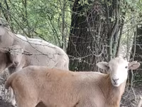 Carnero, Katum sheep — foto 1