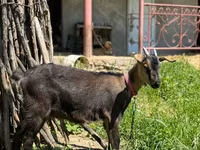 Keçi, Nubian Goat — foto 1