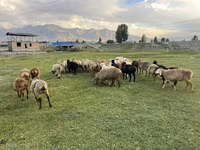 نعجة, Merino sheep — الصورة 2