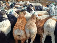 Koç, Kuibyshev sheep — foto 5