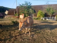Vaca, Raza Jersey — foto 2