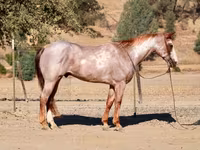 Aygır, National Show Horse — foto 8