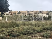Cow, Aubrac cattle — photo 5