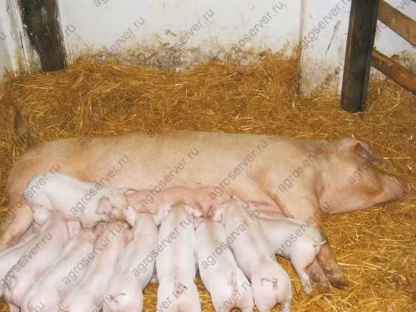 Eber, Schweine