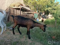 Keçi, Saanen goat — foto 4