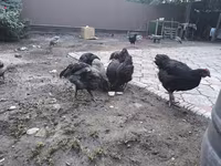 Australorp — photo 3