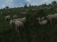 كبش, Merino sheep — الصورة 6