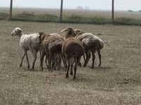 मेढ़ा, Hissar sheep — फ़ोटो 4