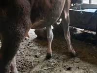 Vaca, Raza Alatau — foto 3