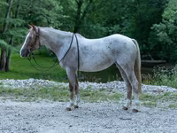 母马, Quarter Horse — 照片 1