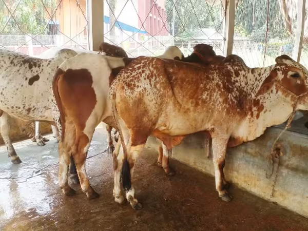 Bull, Cattle