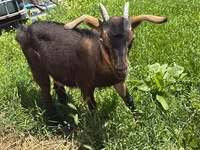 Keçi, Nubian Goat — foto 2