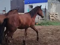 घोड़ा, Horse breed — फ़ोटो 5