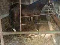 母马, Friesian sport horse — 照片 6