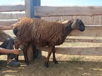 Widder, Edilbay sheep — Foto 7