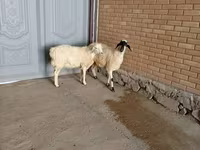 Cabro, Cabras — foto 3