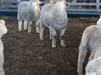 Koyun, Kuibyshev sheep — foto 2