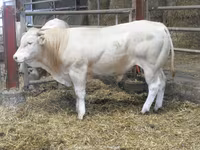 Boğa, Blonde d’Aquitane cattle — foto 4