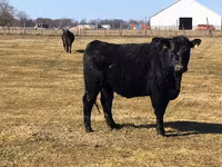 Toro, Raza Holstein — foto 5