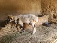 Widder, Rhon sheep — Foto 5