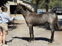 घोड़ी, Rocky Mountain Horse — फ़ोटो 3