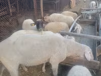 मेढ़ा, Merino sheep — फ़ोटो 3