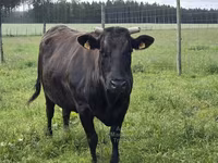 Vaca, Wagyu — foto 3