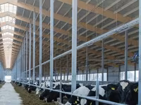 母牛, Simmental cattle — 照片 7